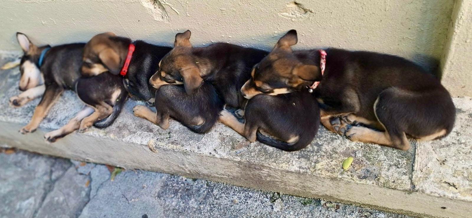 Peter, Adoptable, Puppy Male Labrador Retriever.