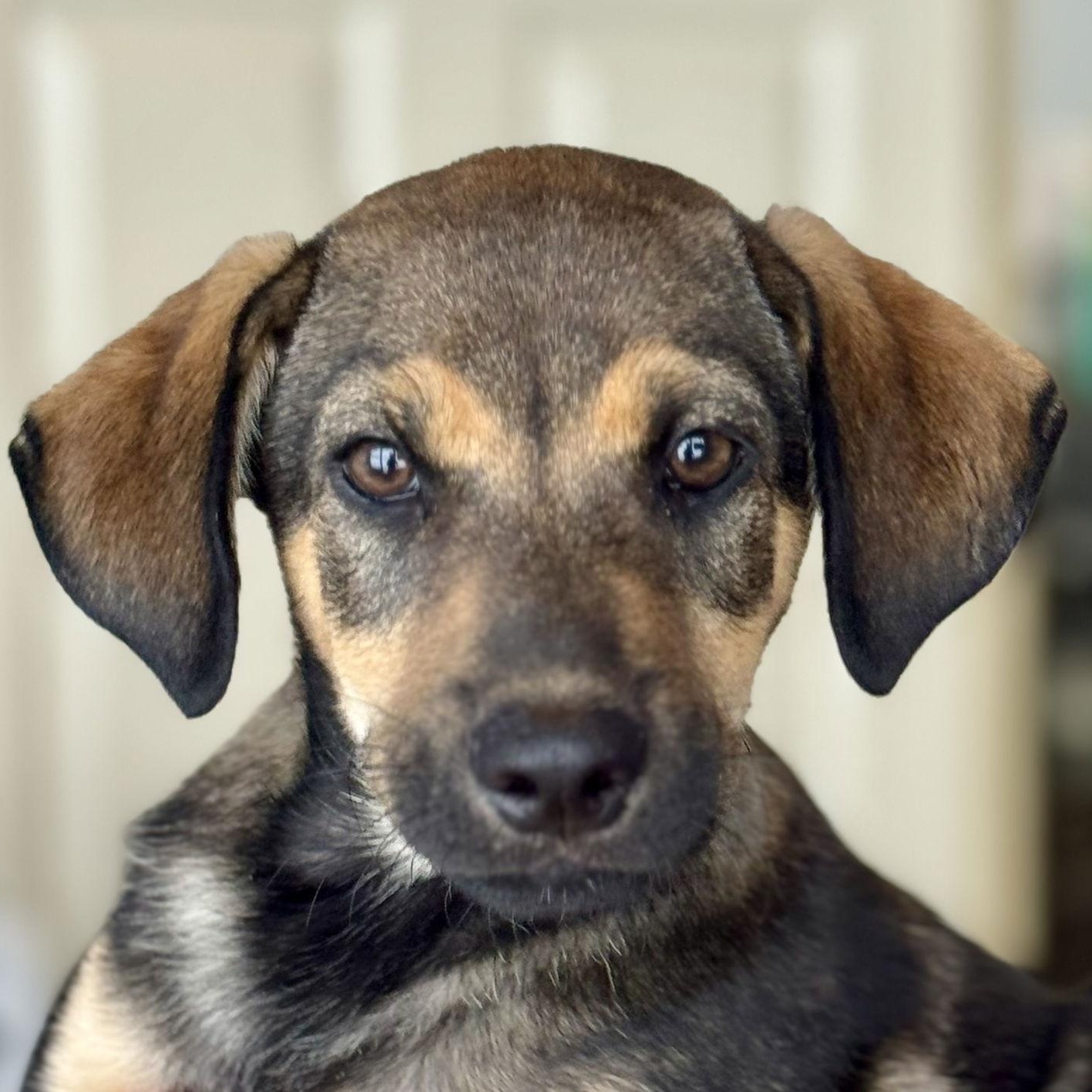 Enlarge Peter, a Adoptable Shepherd in Lake Hopatcong, NJ image 1/3