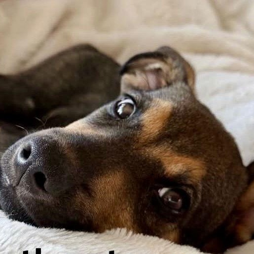 Enlarge Peter, a Adoptable Shepherd in Lake Hopatcong, NJ image 2/3