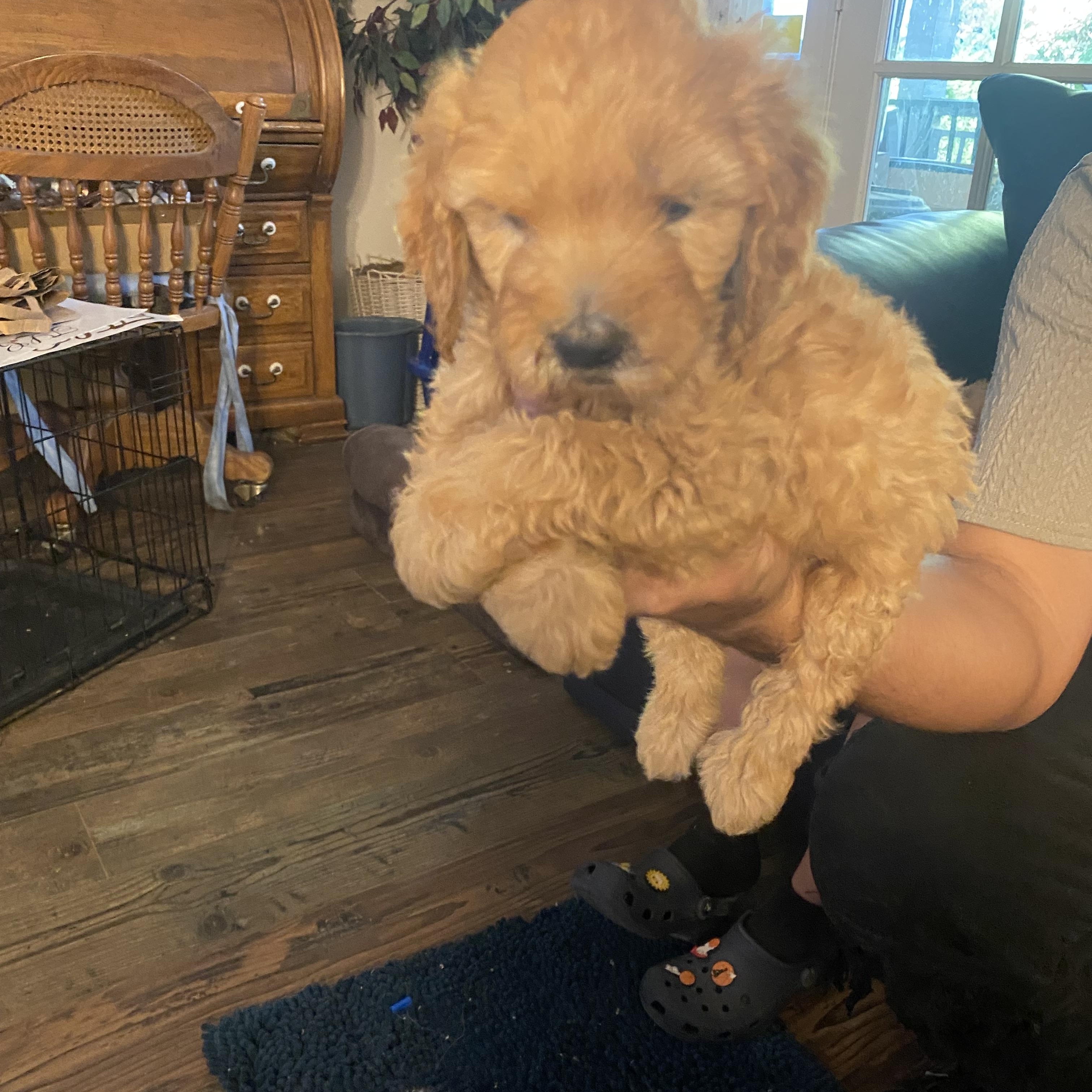 Molly, a ADOPTABLE Goldendoodle in Moreno Valley, CA image 2/2