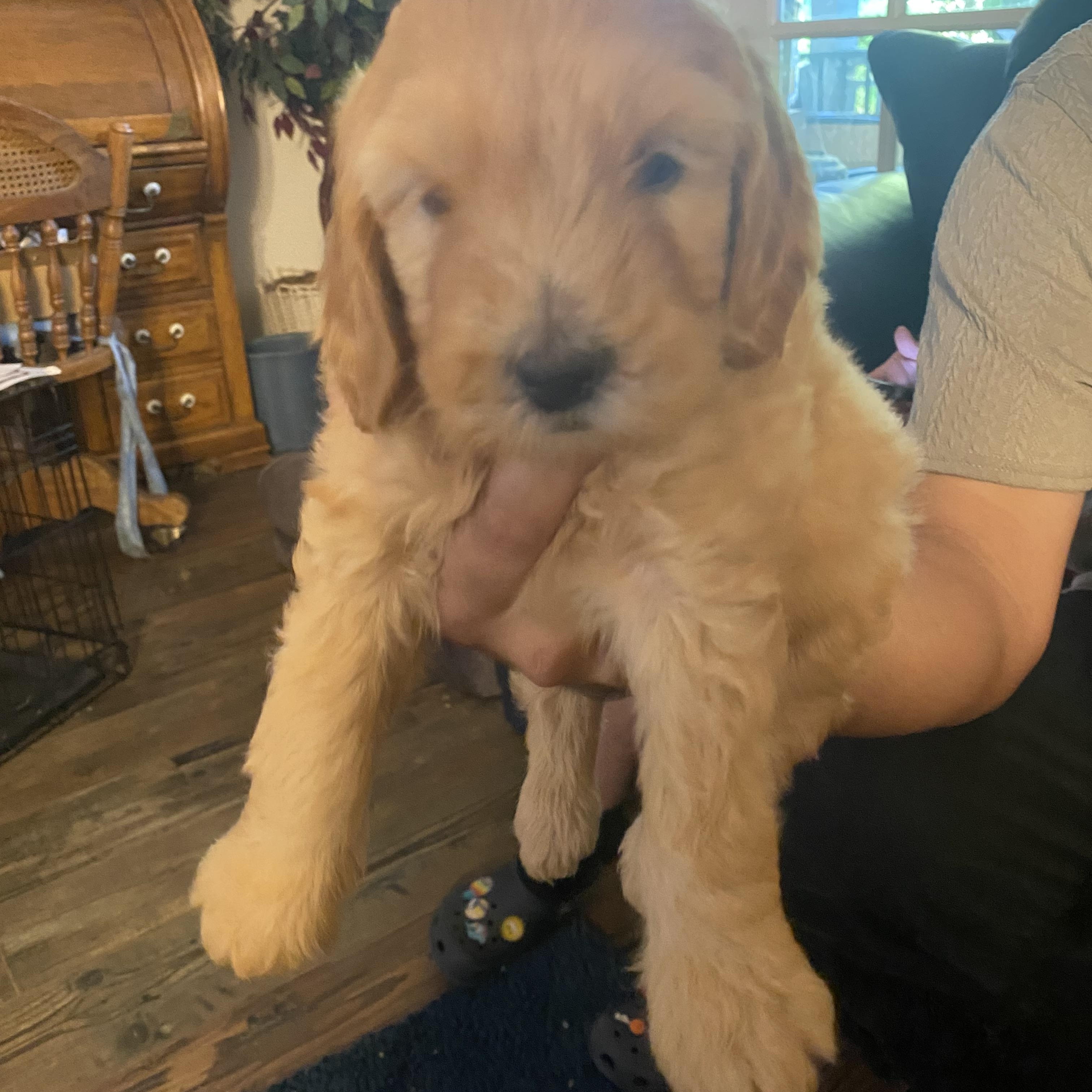 Molly, ADOPTABLE, Puppy Female Goldendoodle.