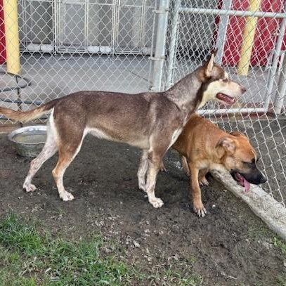 Enlarge SASHA, a Adoptable Husky in Delano, CA image 2/6