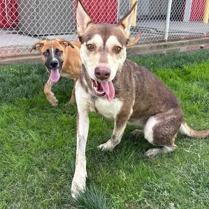 Enlarge SASHA, a Adoptable Husky in Delano, CA image 3/6