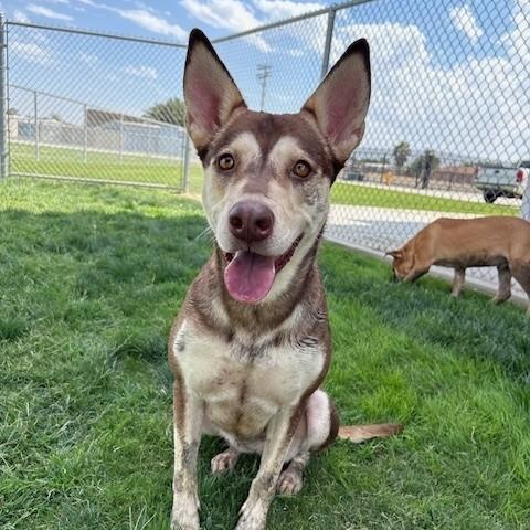 SASHA, Adoptable, Adult Female Husky.