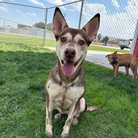 Enlarge SASHA, a Adoptable Husky in Delano, CA image 4/6