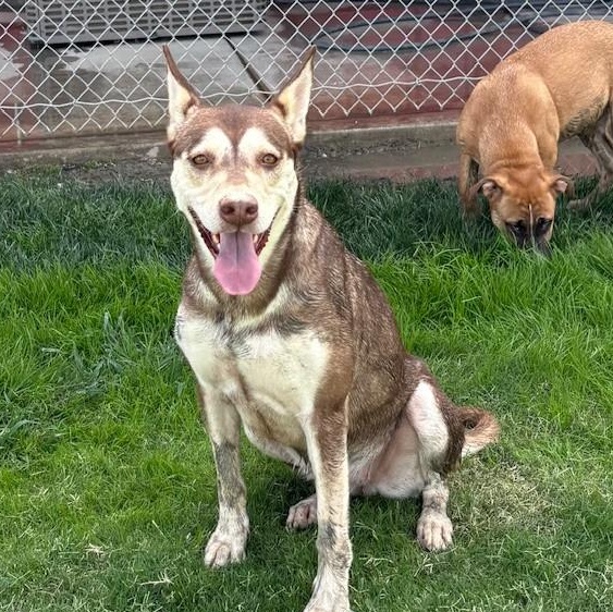 Enlarge SASHA, a Adoptable Husky in Delano, CA image 5/6