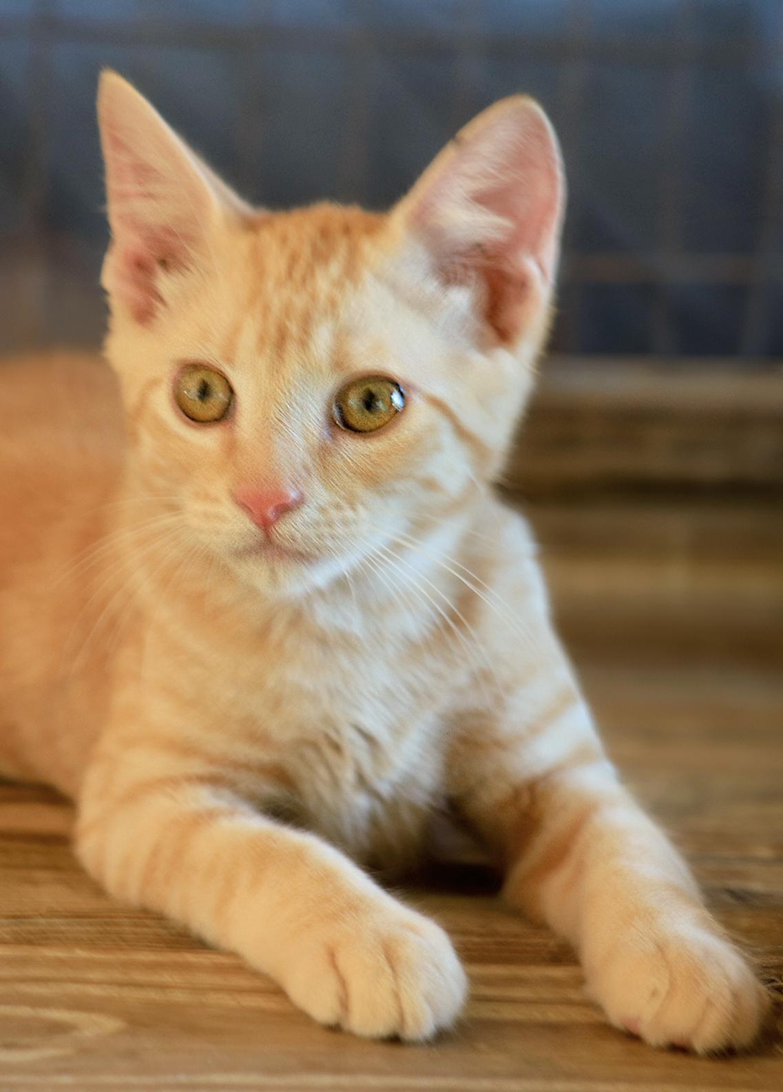 Snapdragon, Baby Male Domestic Short Hair