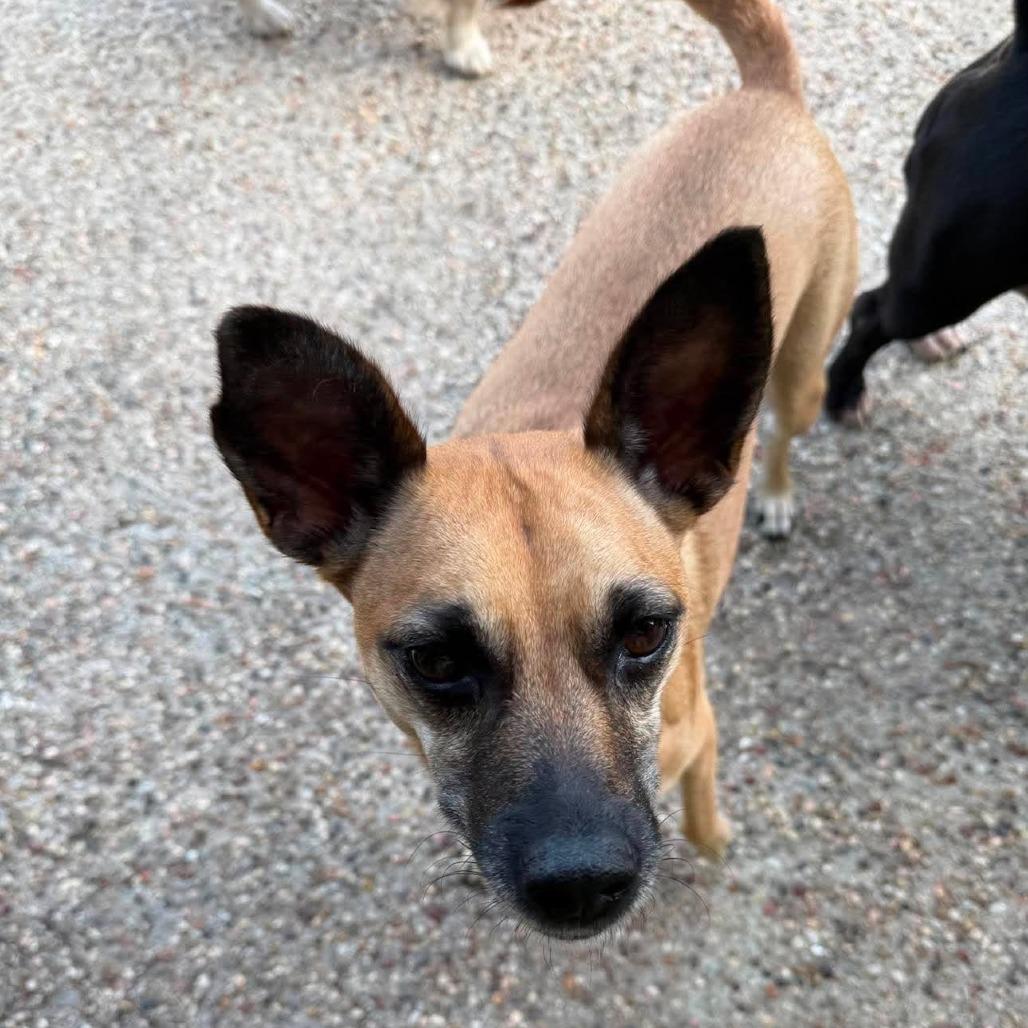 Enlarge Bella, a Adoptable mixed breed in Weatherford, TX image 1/1