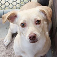 Annie (bonded with Henry), a Adoptable mixed breed in Phoenix, AZ image 1/6