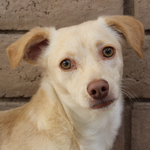 Annie (bonded with Henry), a Adoptable mixed breed in Phoenix, AZ image 3/6