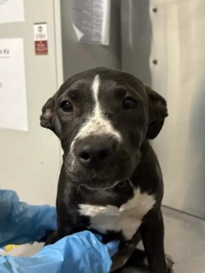Gadget, Adoptable, Puppy Female Pit Bull Terrier & Mixed Breed.
