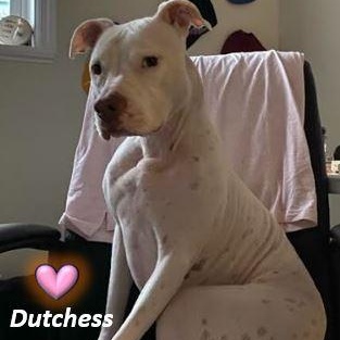 Enlarge Dutchess, a Adoptable mixed breed in Palm Harbor, FL image 1/6