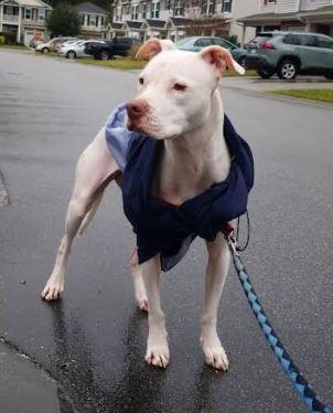 Enlarge Dutchess, a Adoptable mixed breed in Palm Harbor, FL image 2/6