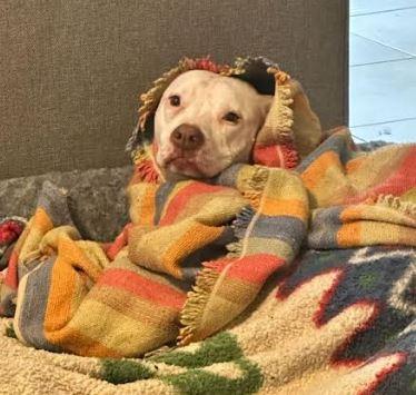 Enlarge Dutchess, a Adoptable mixed breed in Palm Harbor, FL image 4/6