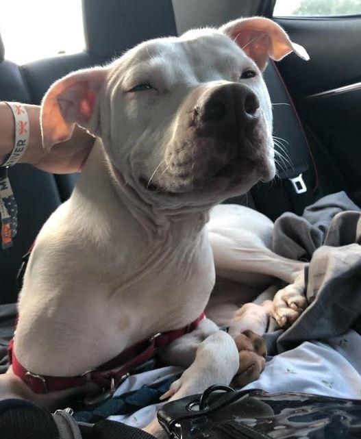 Dutchess, Adoptable, Adult Female Terrier.