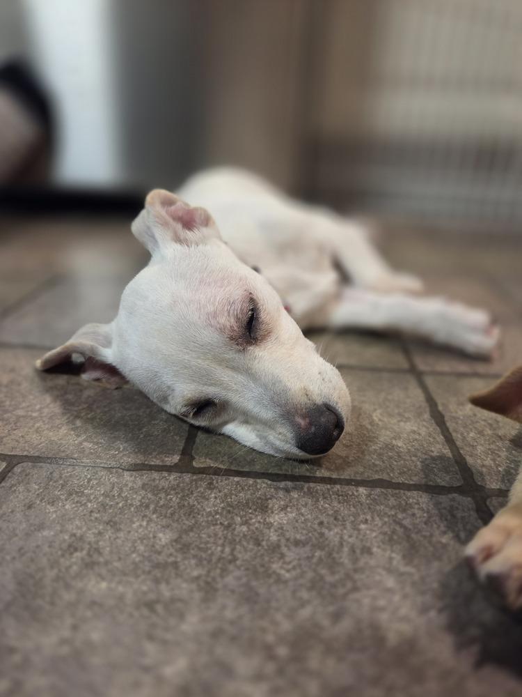 Juliette (26-027 D), a Adoptable mixed breed in Lansing, MI image 3/6