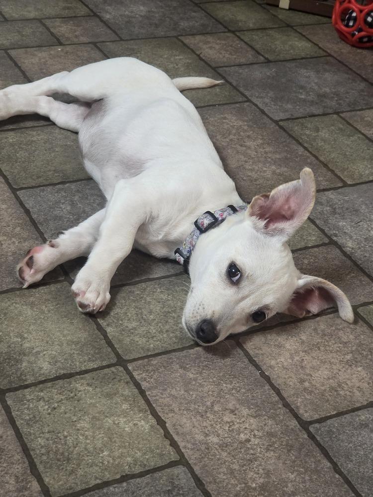 Juliette (26-027 D), a Adoptable mixed breed in Lansing, MI image 4/6