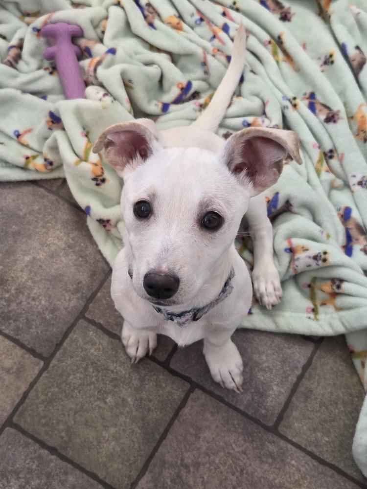 Juliette (26-027 D), a Adoptable mixed breed in Lansing, MI image 5/6