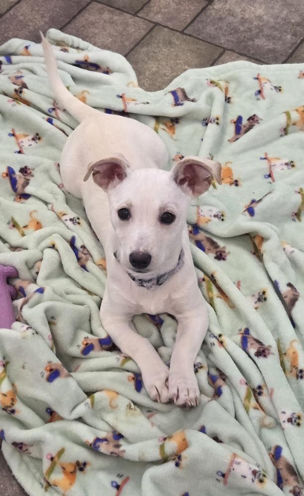 Juliette (26-027 D), a Adoptable mixed breed in Lansing, MI image 6/6