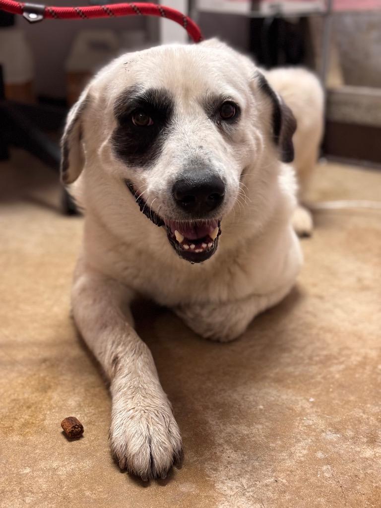Jake Pawl, Adoptable, Adult Male Anatolian Shepherd & Great Pyrenees.