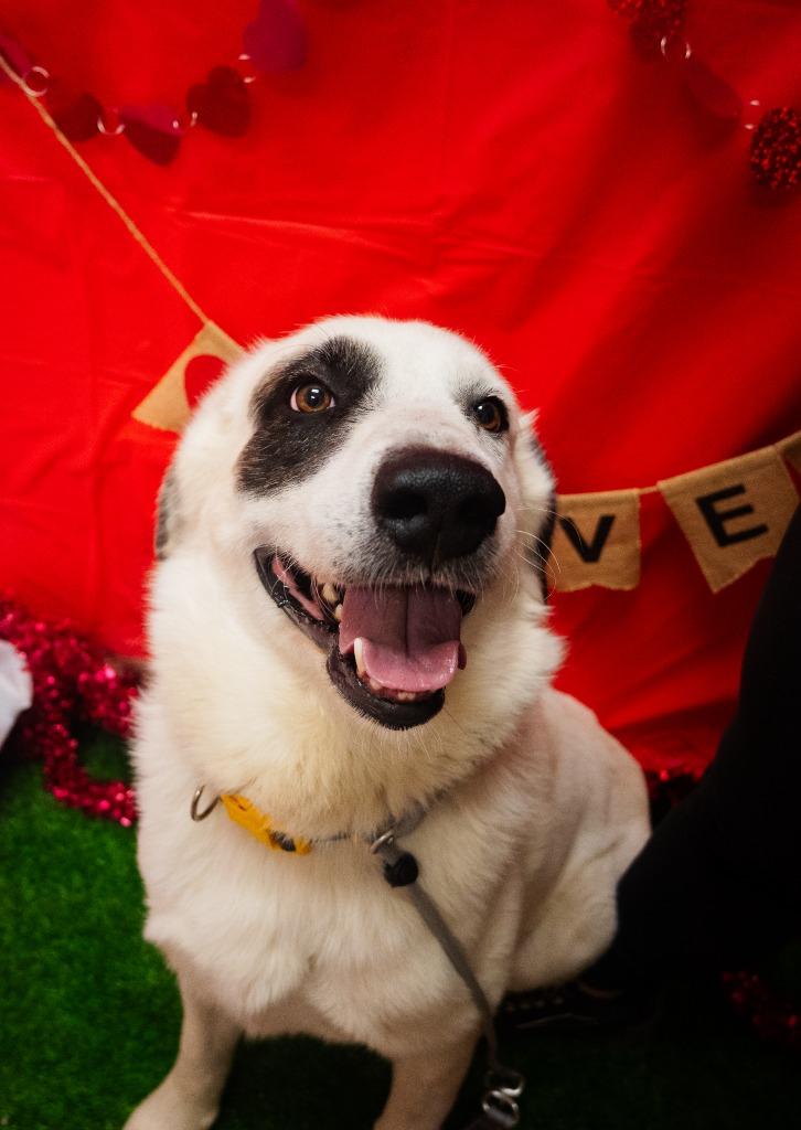 Enlarge Jake Pawl, a Adoptable mixed breed in New Braunfels, TX image 2/6