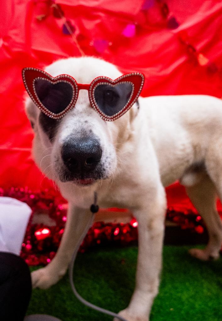 Enlarge Jake Pawl, a Adoptable mixed breed in New Braunfels, TX image 4/6