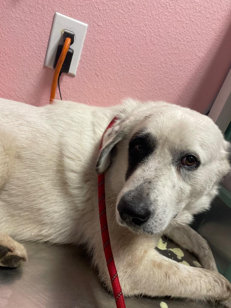 Enlarge Jake Pawl, a Adoptable mixed breed in New Braunfels, TX image 5/6