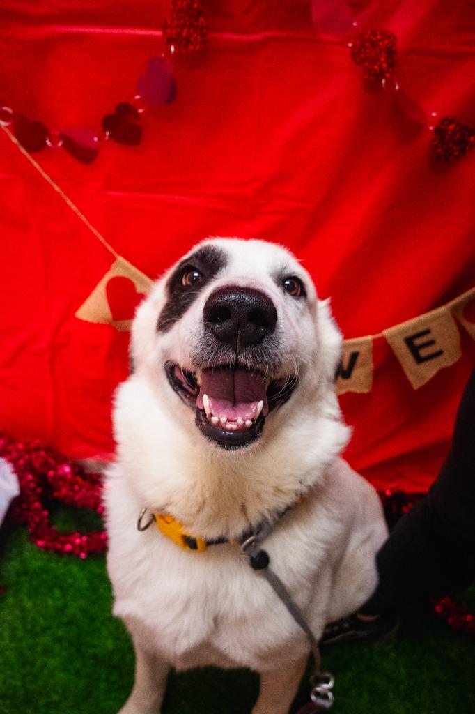 Enlarge Jake Pawl, a Adoptable mixed breed in New Braunfels, TX image 6/6