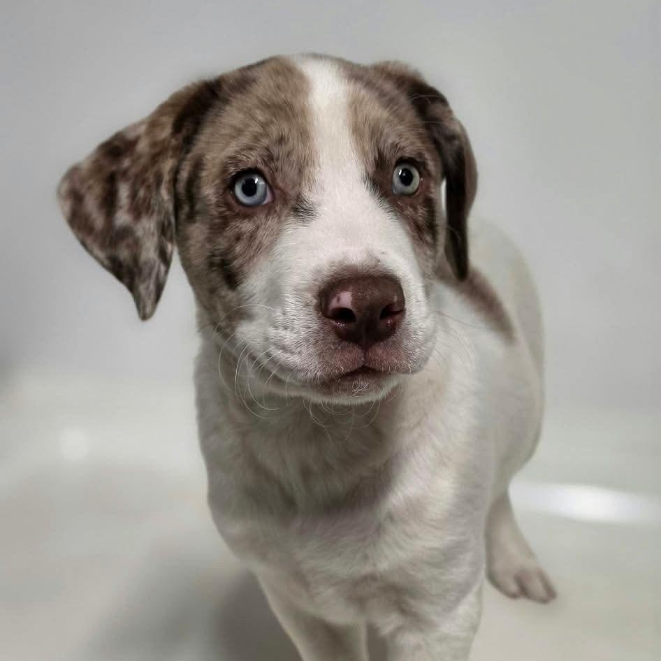 Penfield, Adoptable, Puppy Male Mixed Breed.
