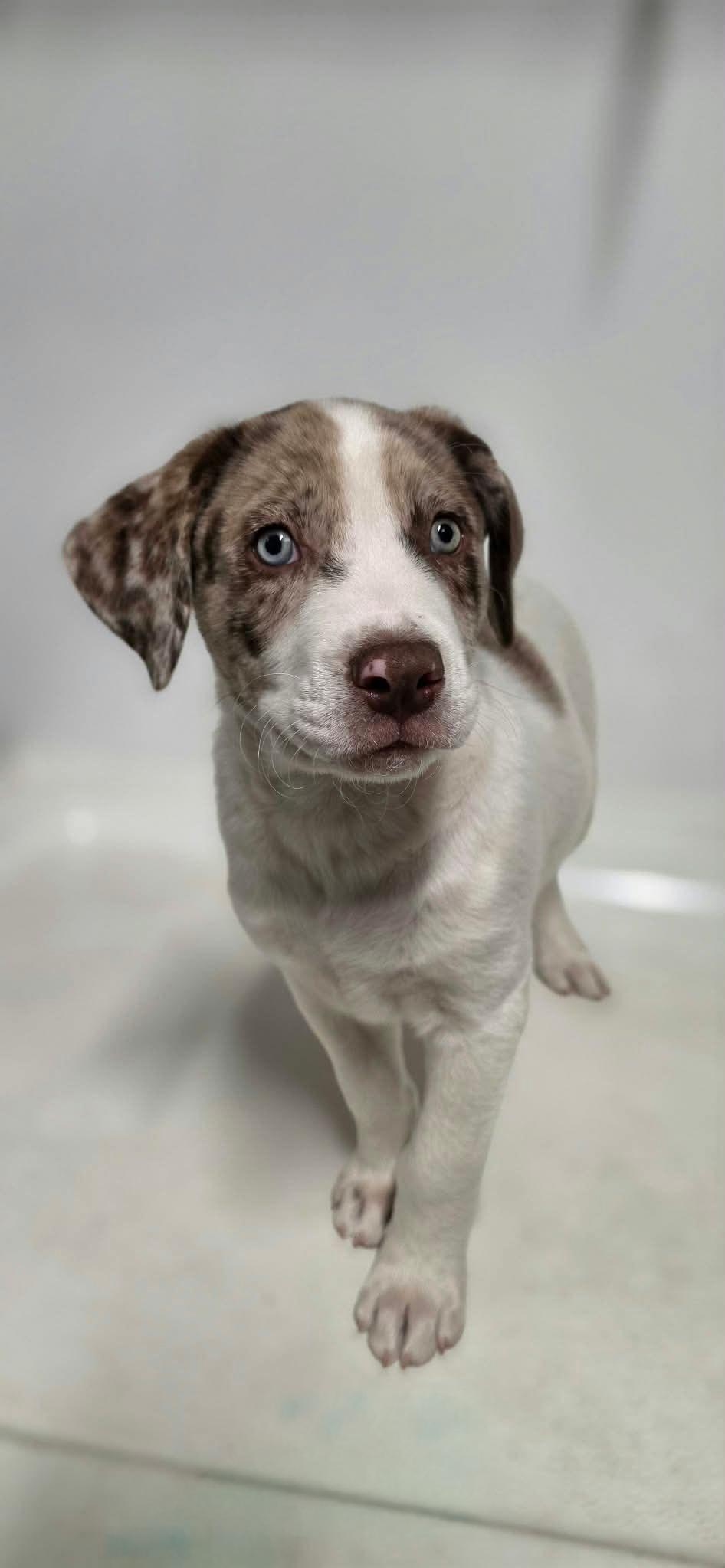 Enlarge Penfield, a Adoptable Mixed Breed in Argyle, NY image 2/2