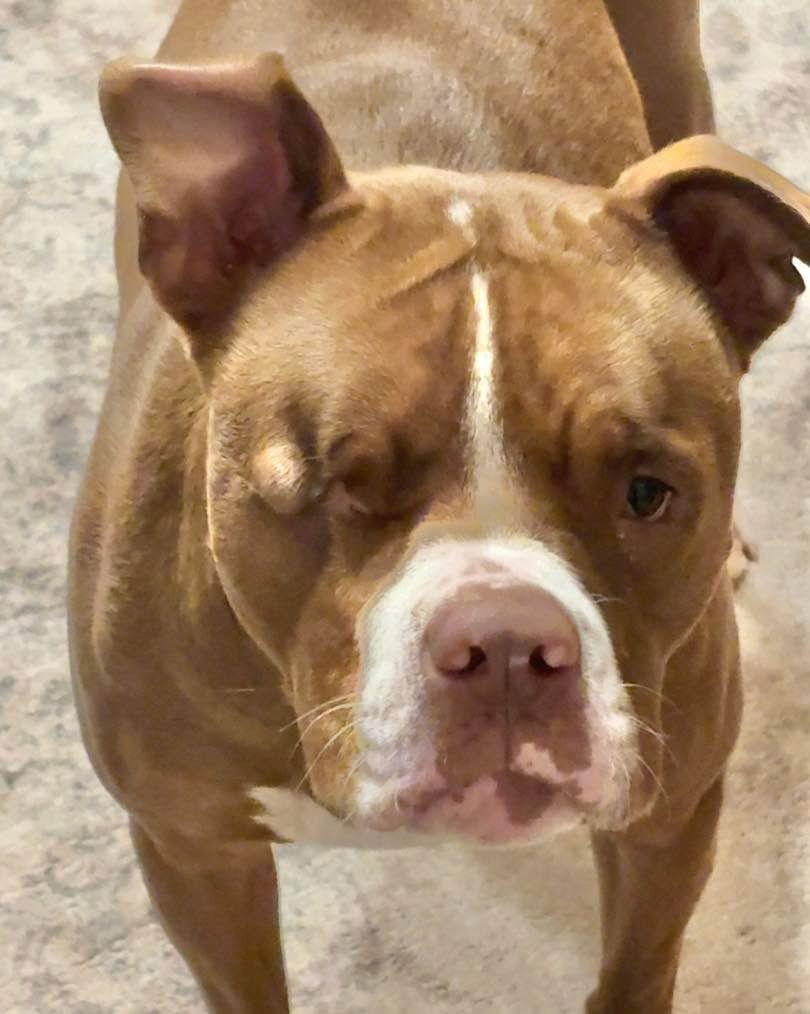 Enlarge Angelic aka Angel, a Adopted American Bulldog in Grand Bay, AL image 1/3