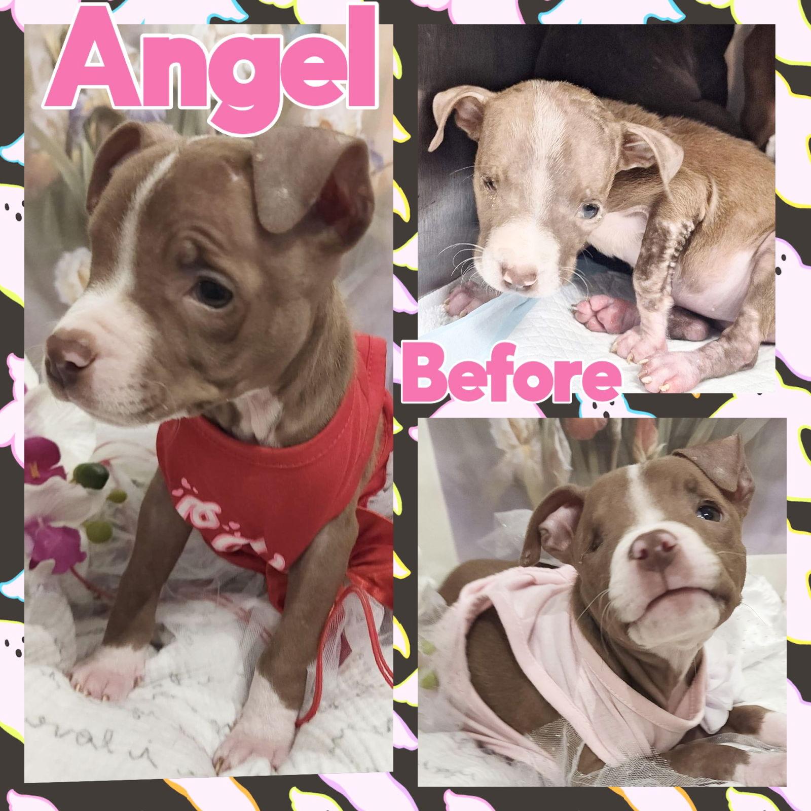 Enlarge Angelic aka Angel, a Adopted American Bulldog in Grand Bay, AL image 2/3