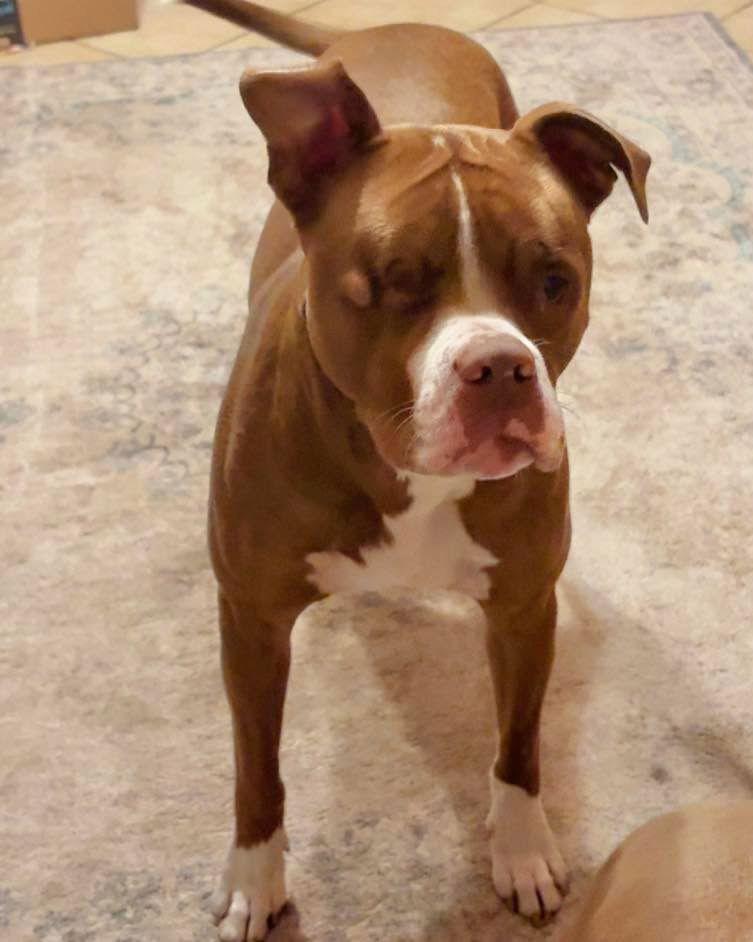 Enlarge Angelic aka Angel, a Adopted American Bulldog in Grand Bay, AL image 3/3
