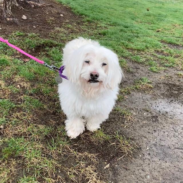 Enlarge CASPER, a Adoptable Havanese in Methuen, MA image 1/1