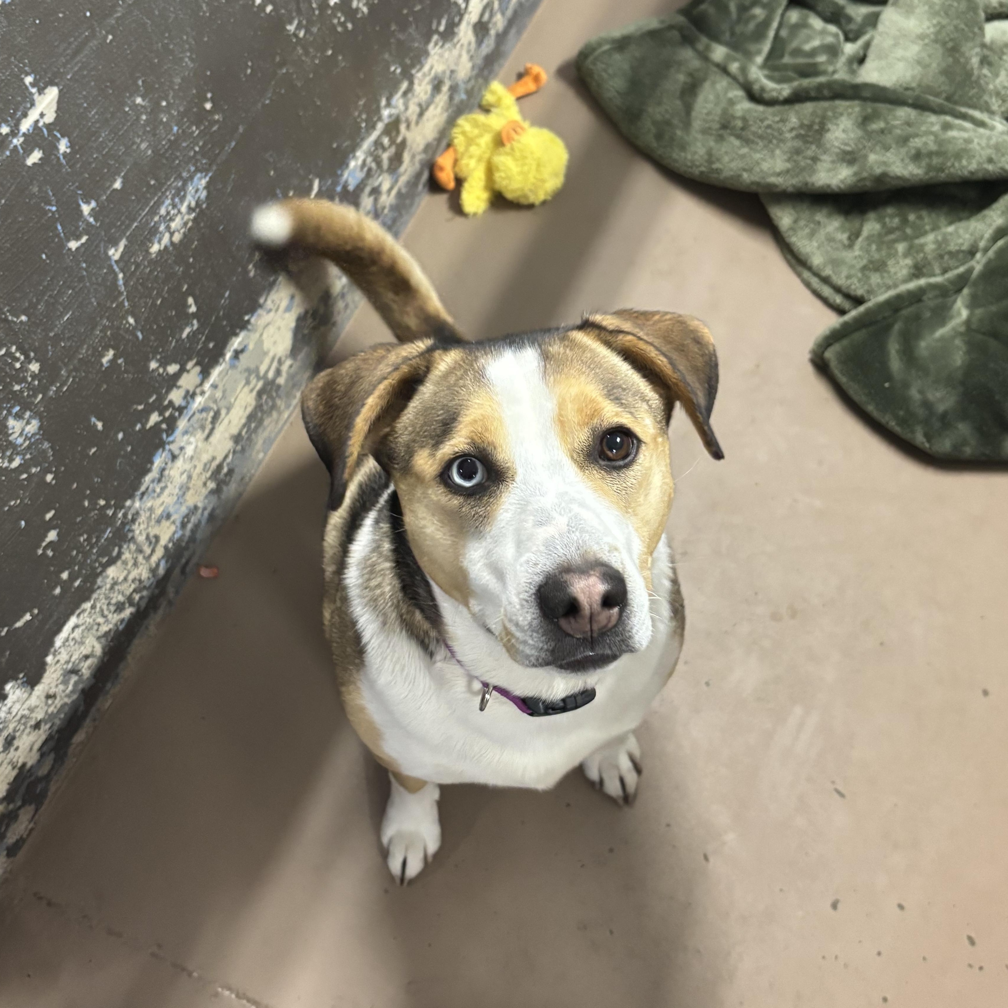 Adele, Adoptable, Adult Female Mixed Breed.