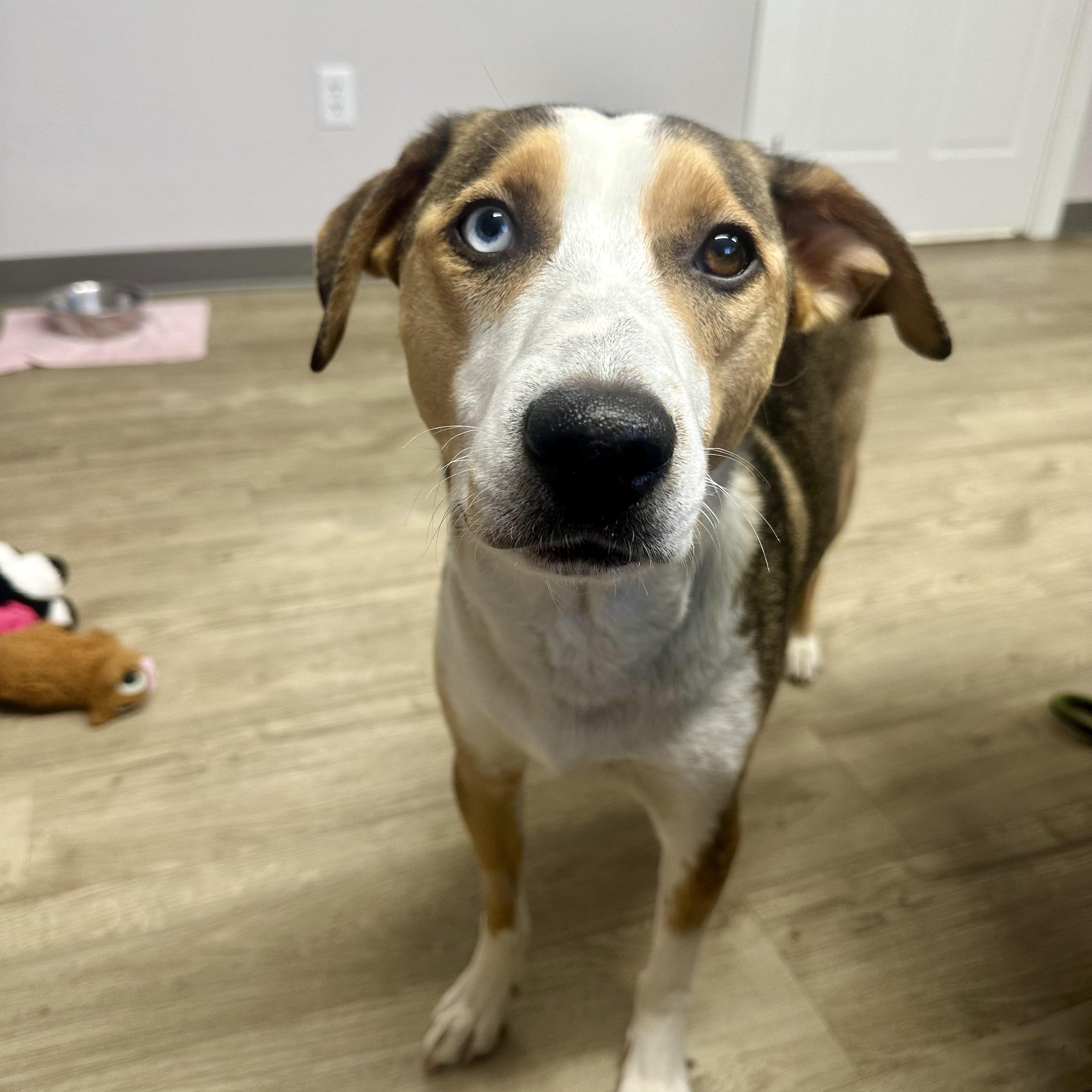 Adele, Adoptable, Adult Female Mixed Breed.