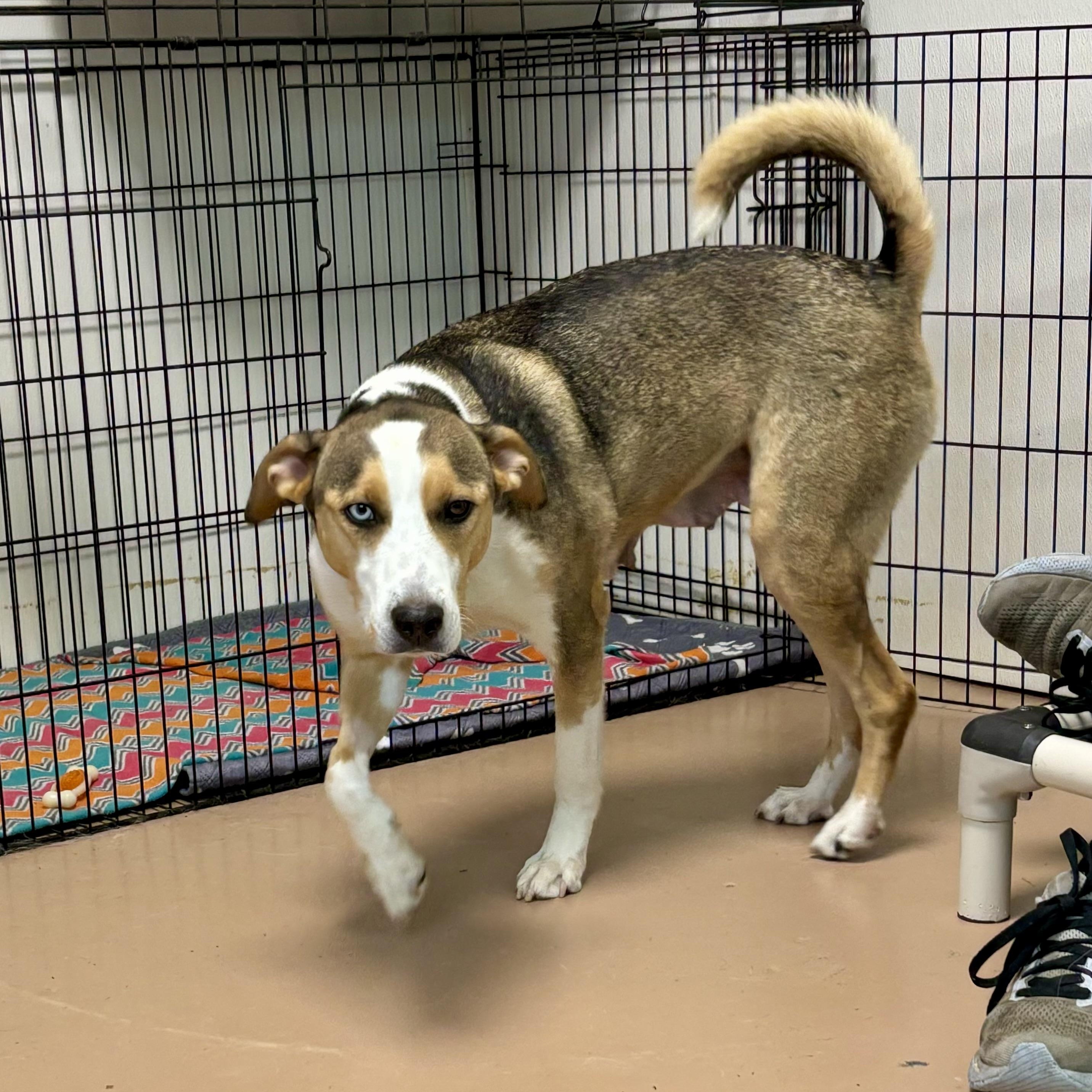 Adele, a Adoptable mixed breed in Jamestown, ND image 2/3