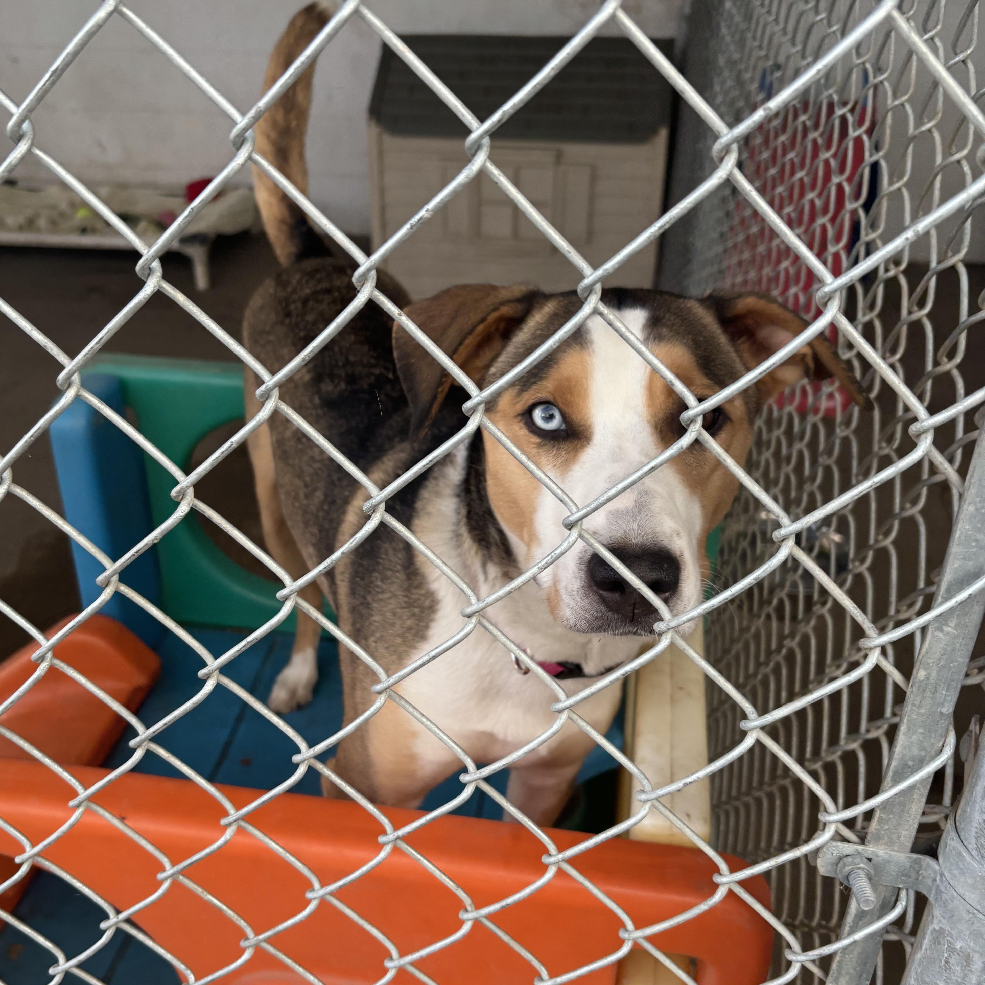 Adele, a Adoptable mixed breed in Jamestown, ND image 3/3