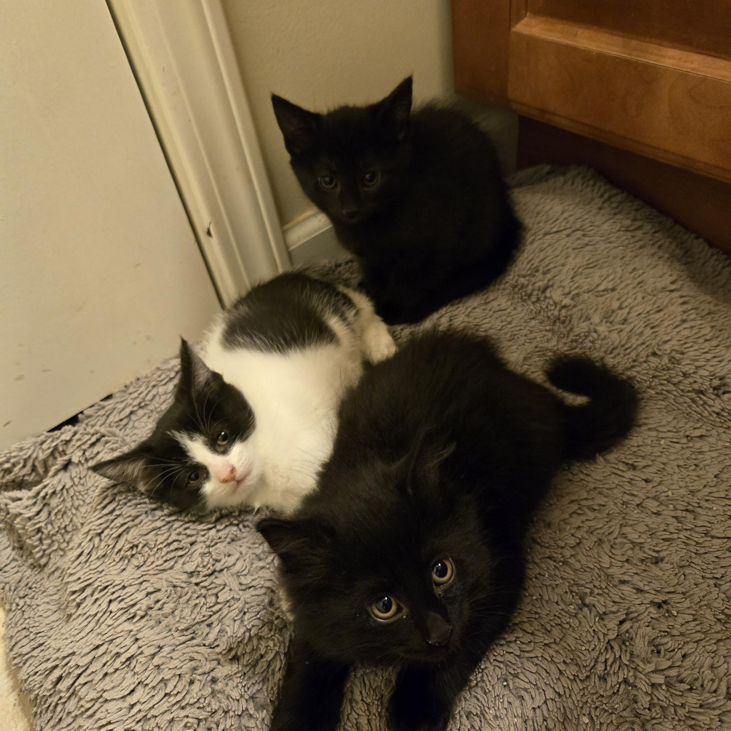 Enlarge Bear - medium black fuzzy kitty, a Adoptable Domestic Medium Hair in Concord, OH image 5/6