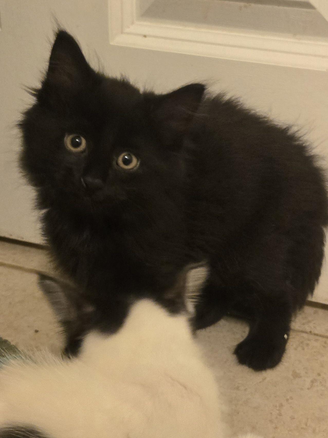Enlarge Bear - medium black fuzzy kitty, a Adoptable Domestic Medium Hair in Concord, OH image 3/6