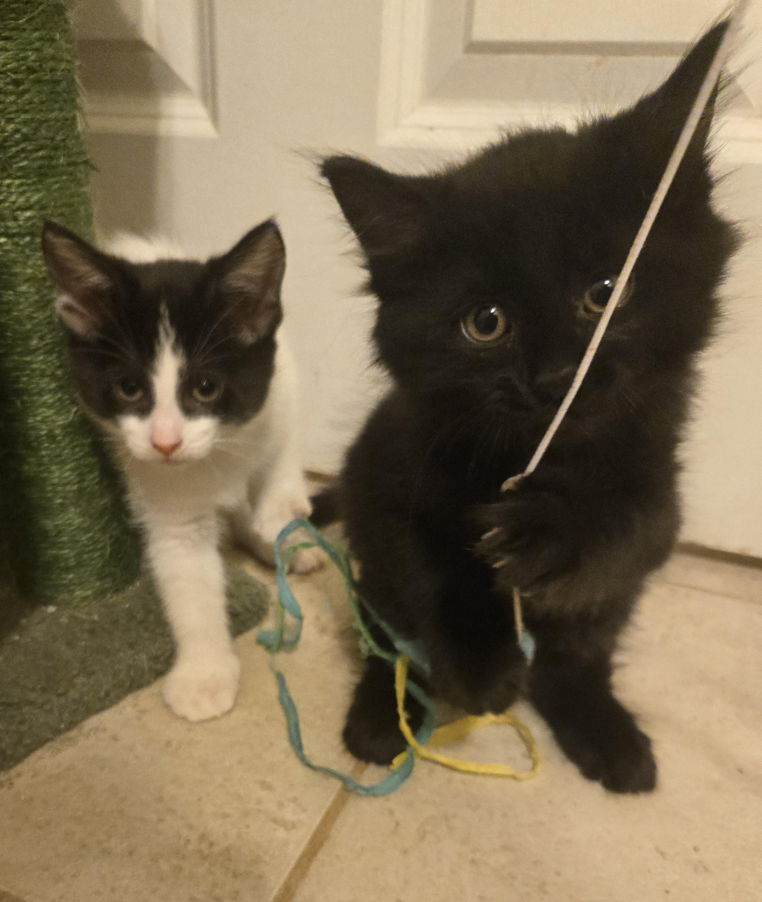 Enlarge Bear - medium black fuzzy kitty, a Adoptable Domestic Medium Hair in Concord, OH image 6/6