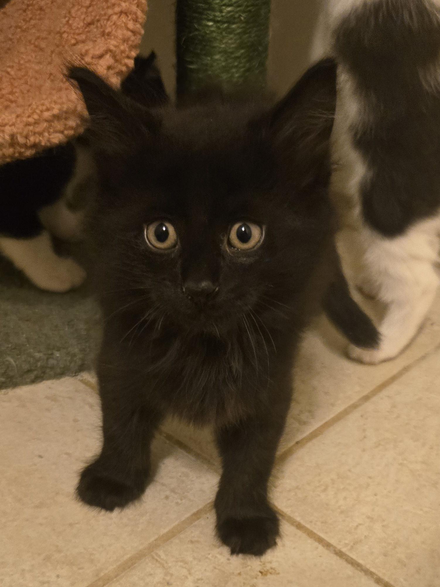 Enlarge Bear - medium black fuzzy kitty, a Adoptable Domestic Medium Hair in Concord, OH image 2/6
