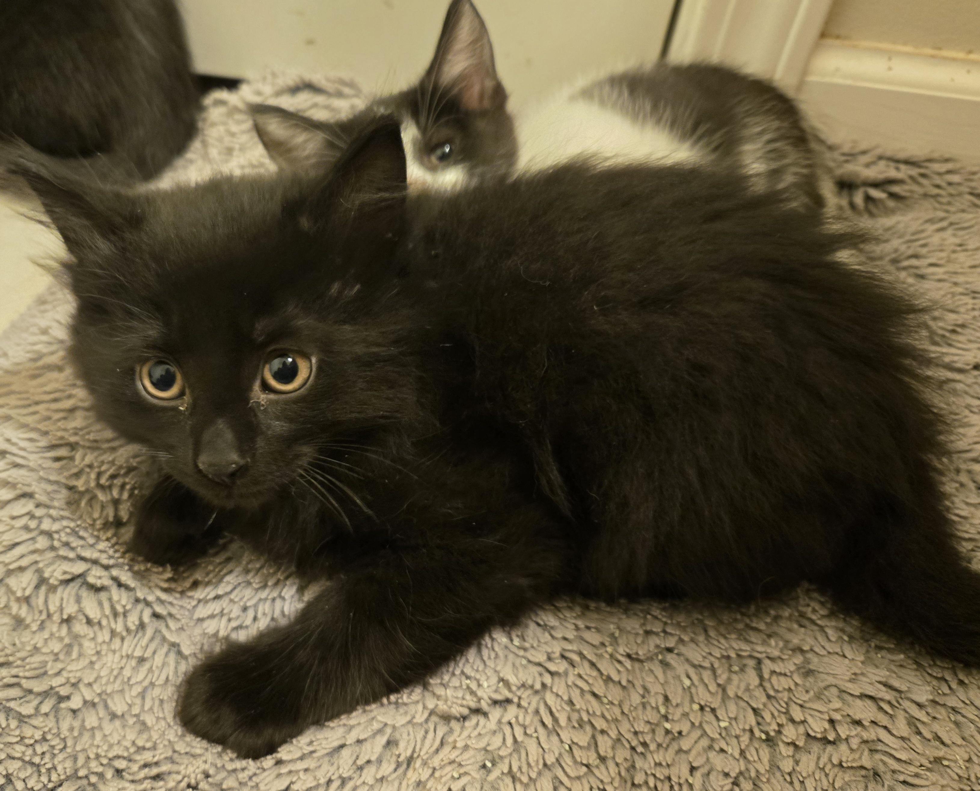 Enlarge Bear - medium black fuzzy kitty, a Adoptable Domestic Medium Hair in Concord, OH image 4/6