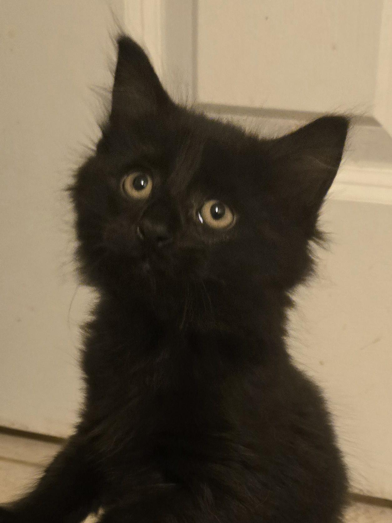 Bear - medium black fuzzy kitty photo