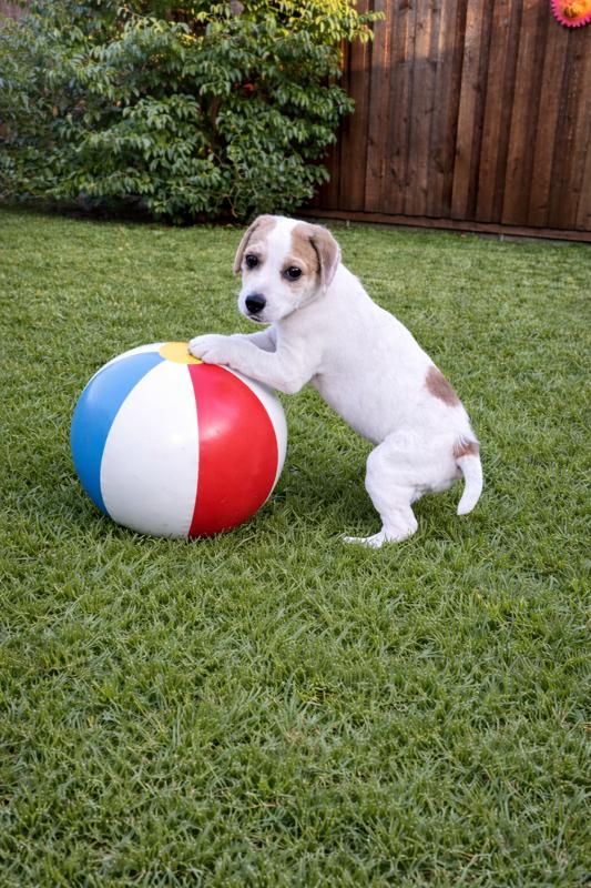 Archie - Adoptable Pet | Petfinder | Petfinder
