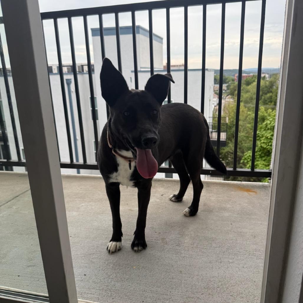 Loona, Adoptable, Young Female Australian Kelpie & Mixed Breed.
