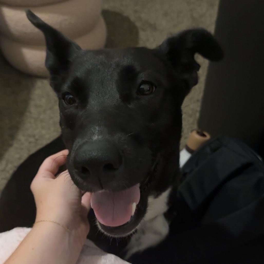 Enlarge Loona, a Adoptable mixed breed in Fayetteville, AR image 2/6