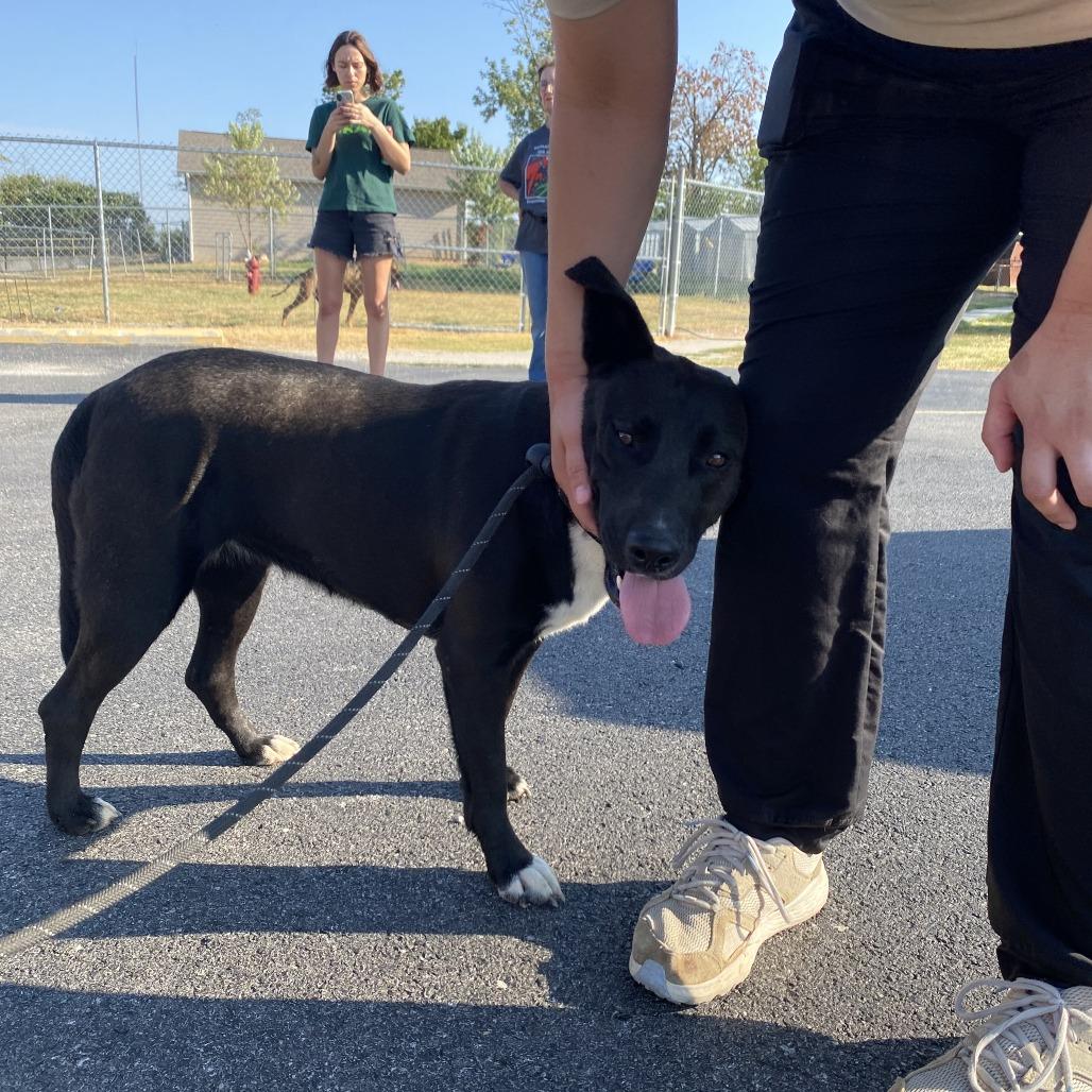 Enlarge Loona, a Adoptable mixed breed in Fayetteville, AR image 3/6