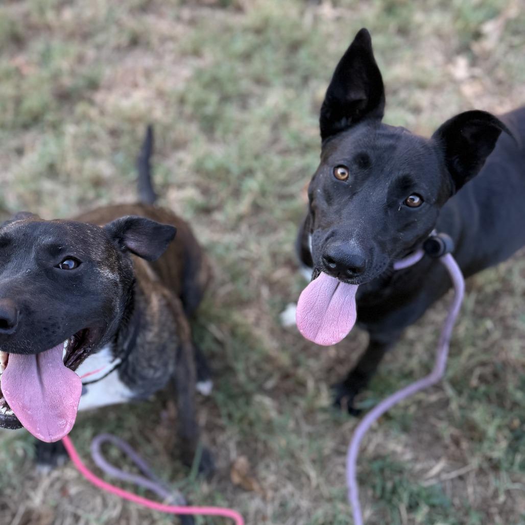 Enlarge Loona, a Adoptable mixed breed in Fayetteville, AR image 4/6