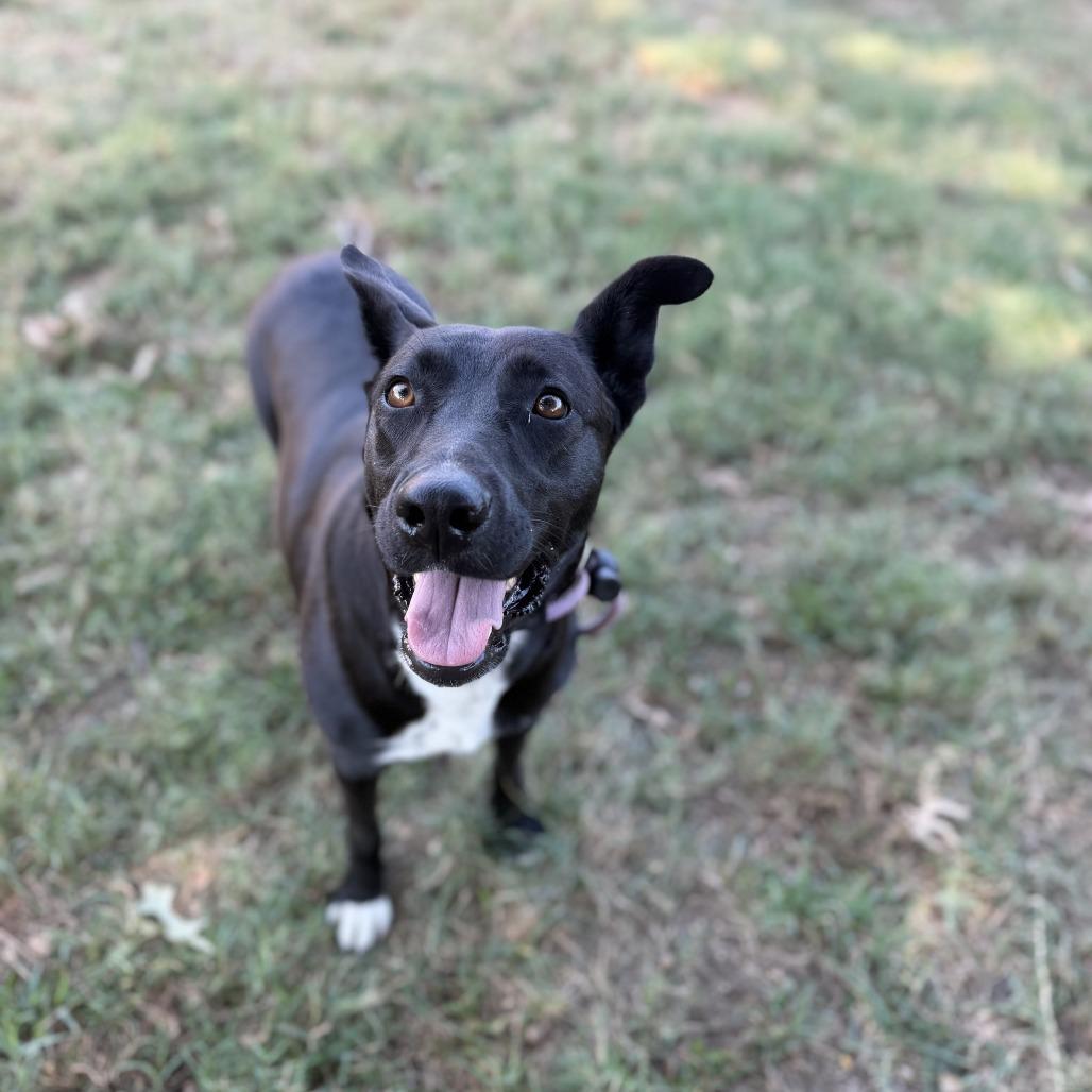 Enlarge Loona, a Adoptable mixed breed in Fayetteville, AR image 5/6
